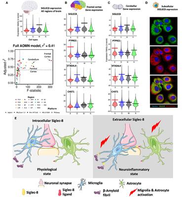 Does SIGLEC8 localize to the subcellular compartment like the Alzheimer's disease protective CD33 splice variant?